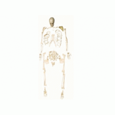 ESQUELETO PADRAO 1,68MT(DESART.) MOD.TGD-0101C ANATOMIC